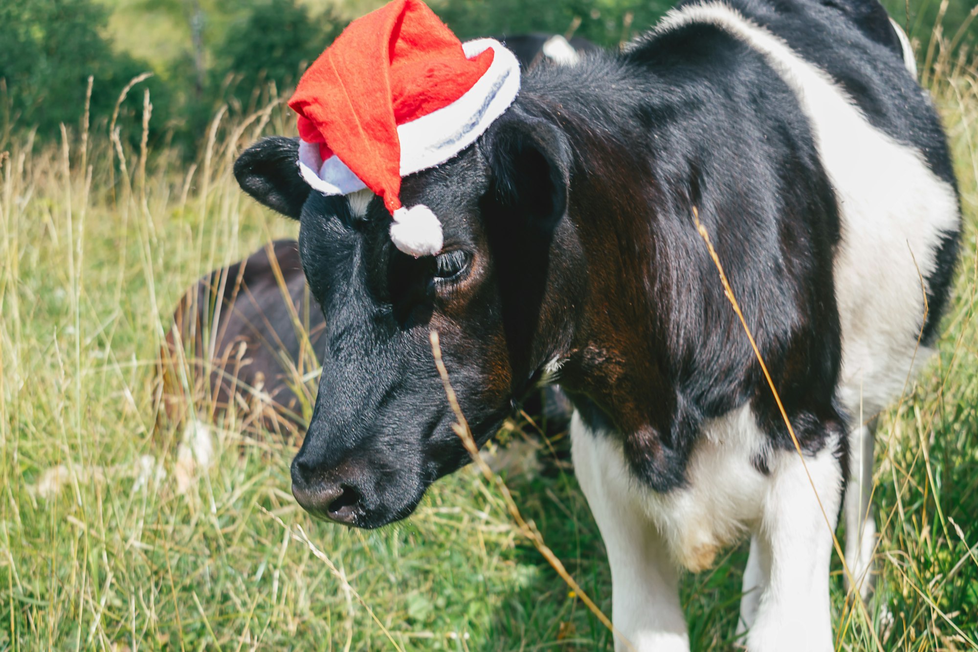 Black-white bull in a red Christmas hat on a meadow. Bull as a symbol of the New Year 2021.