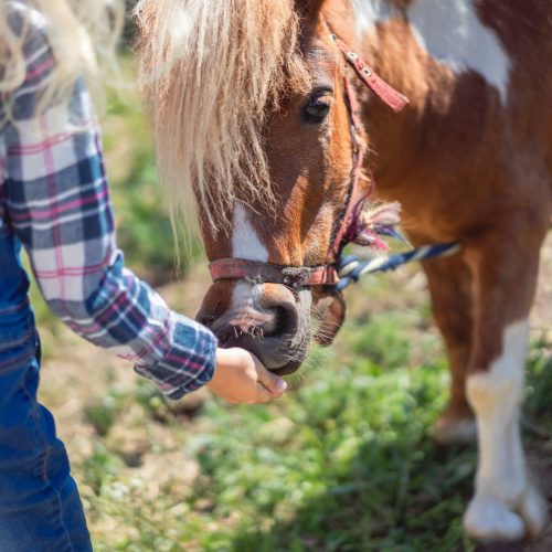 cropped image of kid feeding cute pony at farm