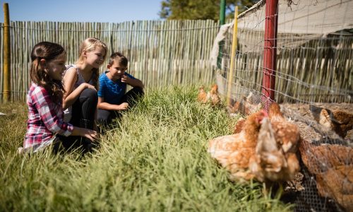 Kids looking at flock of hen grazing in the farm