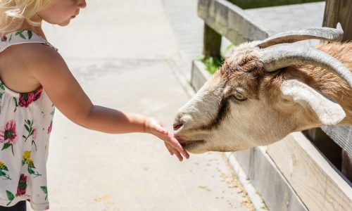 Little girl feeding a goat at a petting zoo